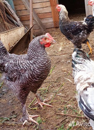 Петухи 6 мес