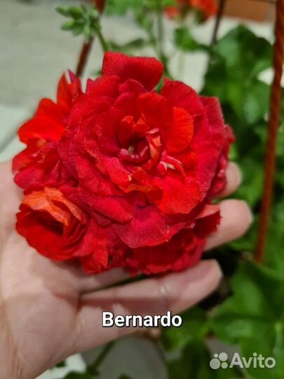 Пеларгония герань сортовая