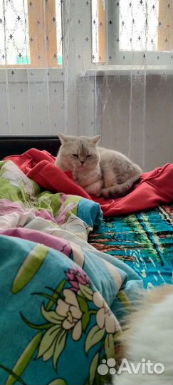 Британская