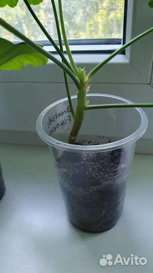 Пеларгония герань сортовая