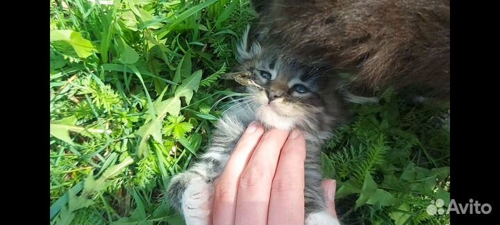 Пушистые котята