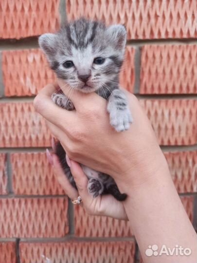 Кошка в дар бесплатно