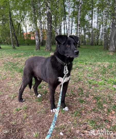 Перчику тяжело выживать в приюте