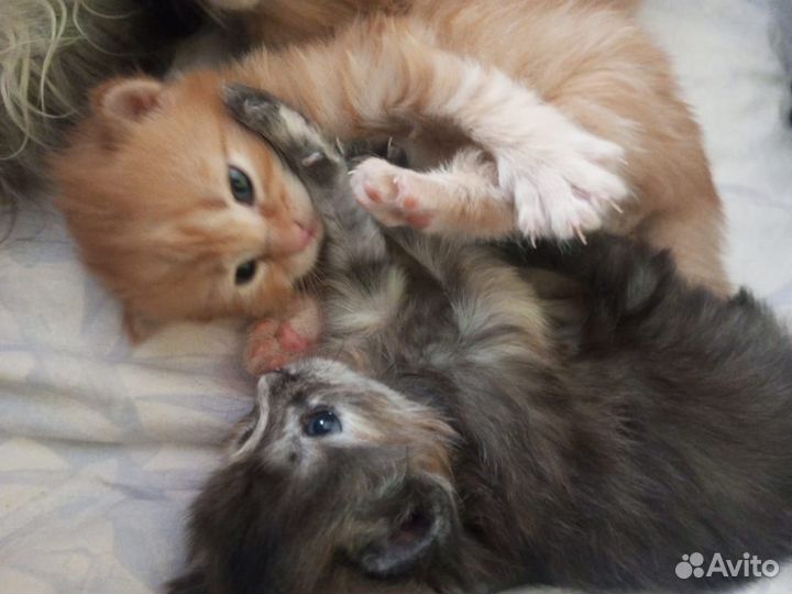 Котята в добрые руки даром