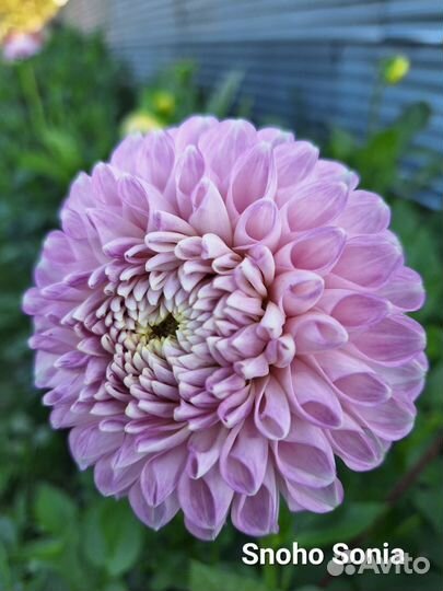 Георгины срезка