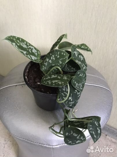 Эпипремнум сциндапсус расписной