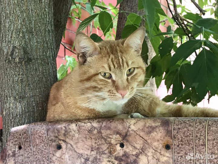 Рыжий Савелий розовый нос в добрые руки