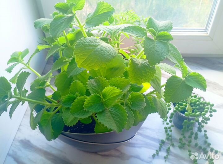 Мята, Хатиора, Крестовник Роули