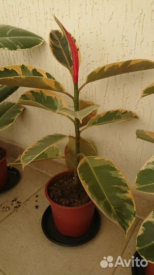 Фикус каучуконосный (эластика)