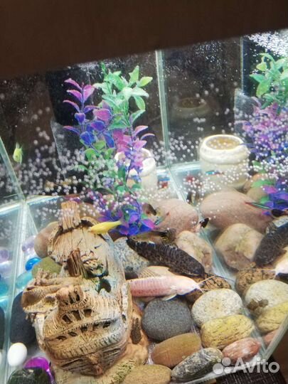 Аквариум