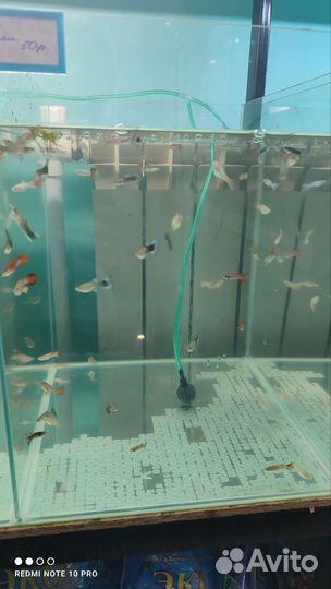 Аквариумные рыбки