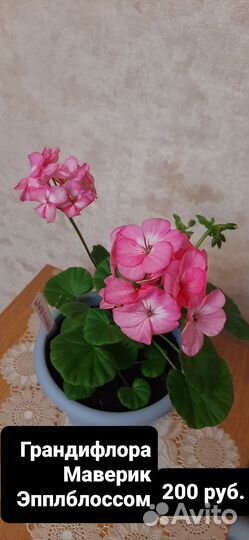 Пеларгония сортовая гибридная