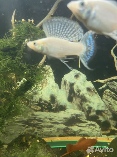 Моллинезия велифера снежинка