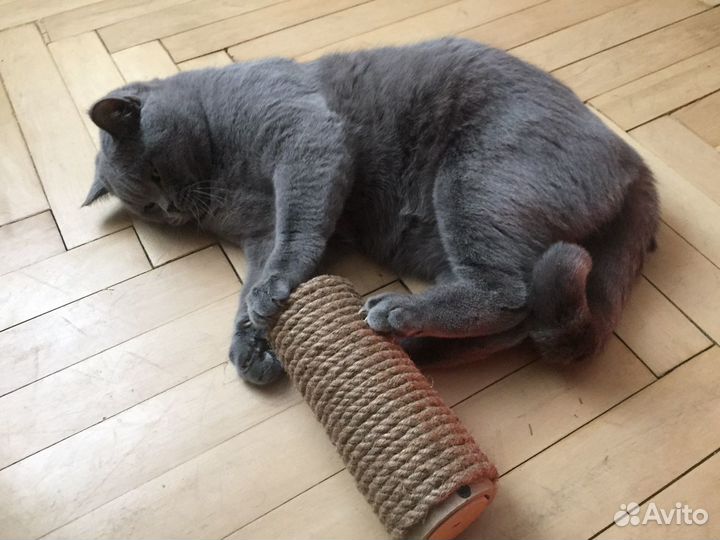 Британец вязка