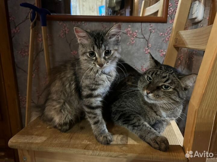 Заноза в поиске дома