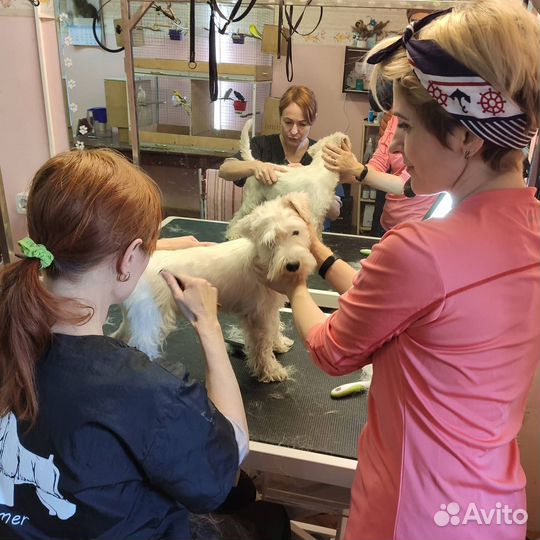 Курсы груминга Санкт Петербург