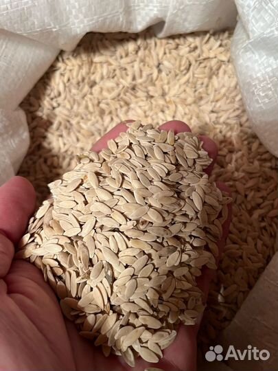 Семена огурцов