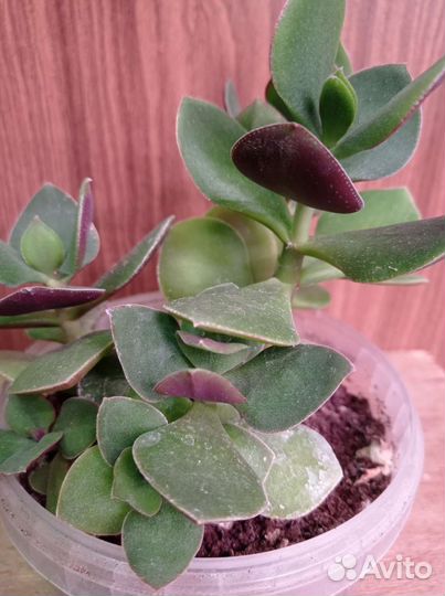 Комнатные растения