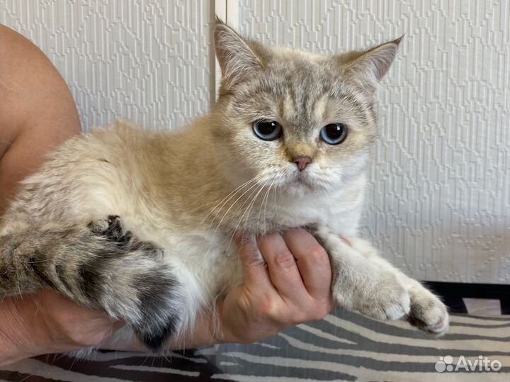 Кошка в добрые руки