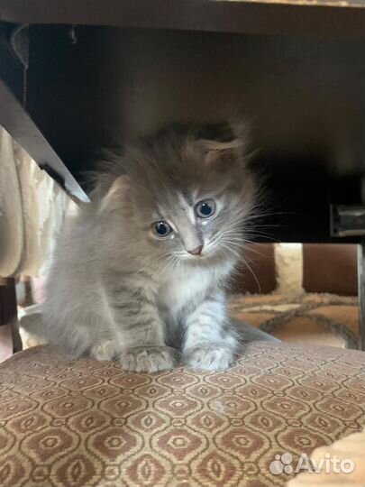 Отдам в добрые руки