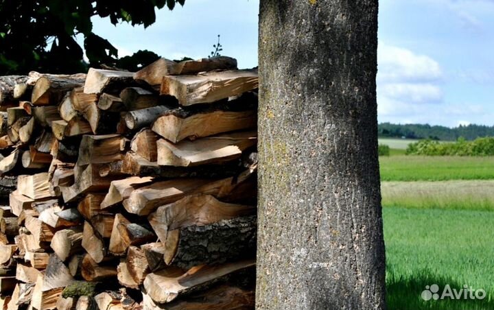 Дрова со Всеволожска
