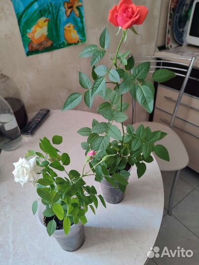 Комнатные цветы розы