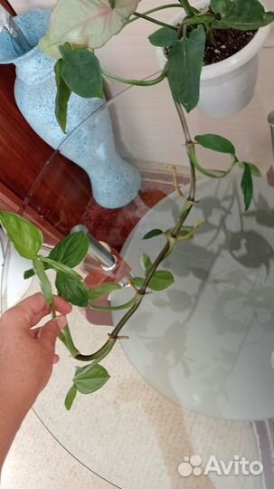 Ветка Сингониума с воздушными корнями