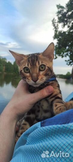 Котята от титулованных родителей