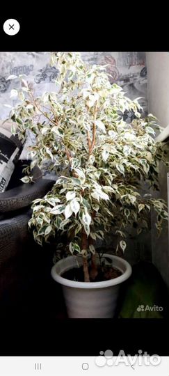 Фикус бенджамина пестролистный отросток