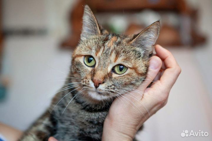 Грустная история кошечки с печальной мордочкой