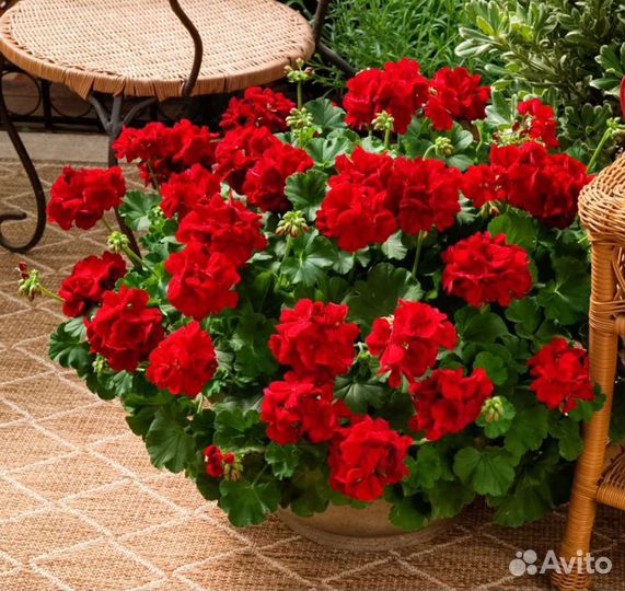 Пеларгония Calliope dark red
