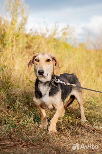 Бигль в добрые руки метис