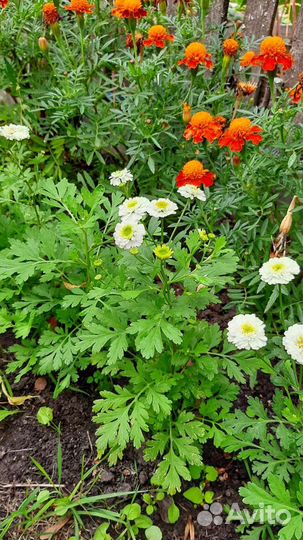 Рассада Хризантема мини многолетка