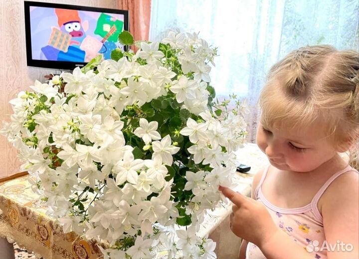 Комнатные растения цветы