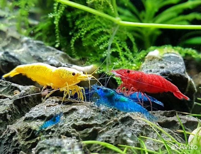 Аквариумные креветки
