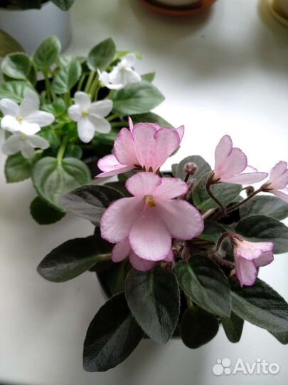 Фиалки цветущие