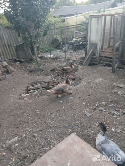 Индоутки на племя