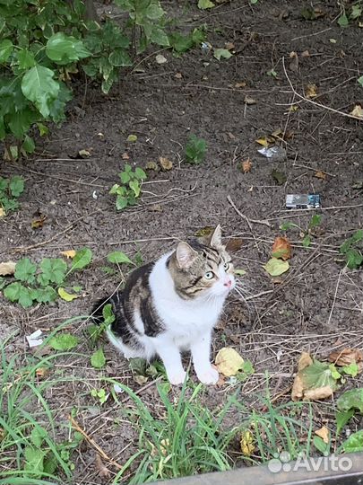 Подбросили