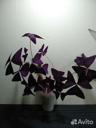 Оксалис, драцена, крестовник, драцена