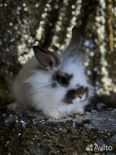 Кролики карликовые гермелин