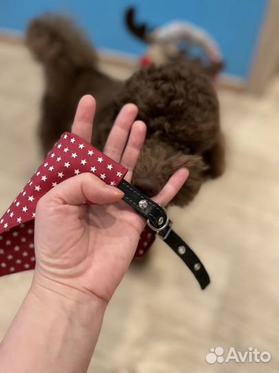 Банданы платки для собак разные / одежда для собак