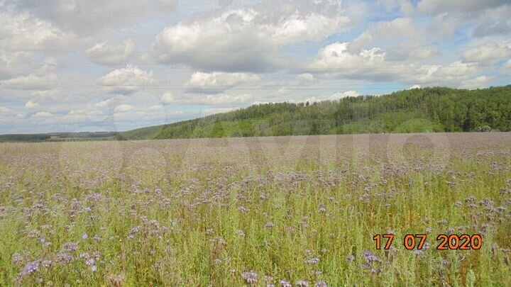 Участок 101 га (СНТ, ДНП)