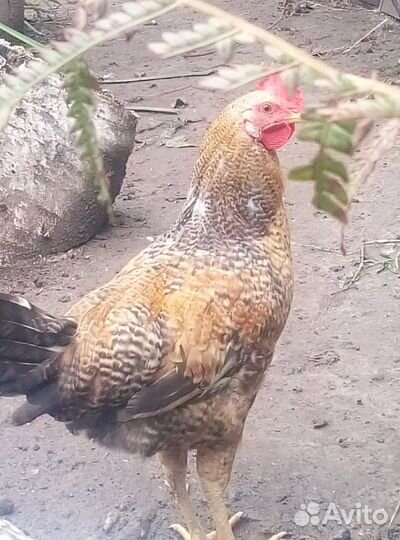Молодые петушки 6 мес