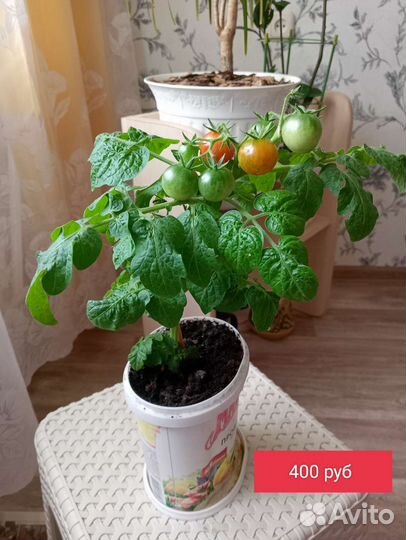 Рассада помидор