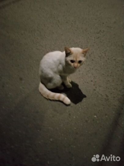 Отдам кота в хорошие руки