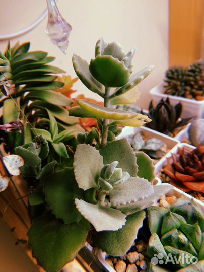 Суккуленты 2 часть