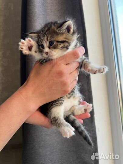 Бесплатно котята