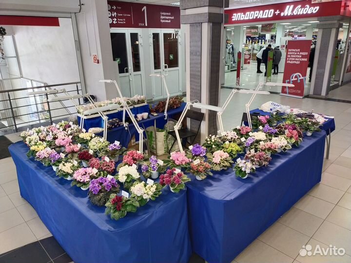 Фиалки в Тольятти