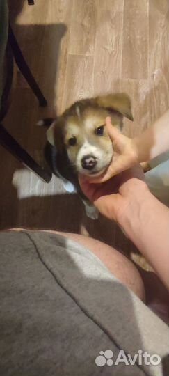 Собака акита ину щенки