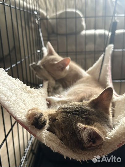 Котята в дар